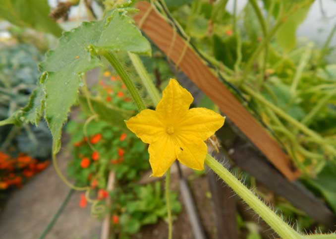 С начала цветения и до окончания плодоношения 2 раза в неделю проводятся внекорневые подкормки огурцов сорта «Конни f1»