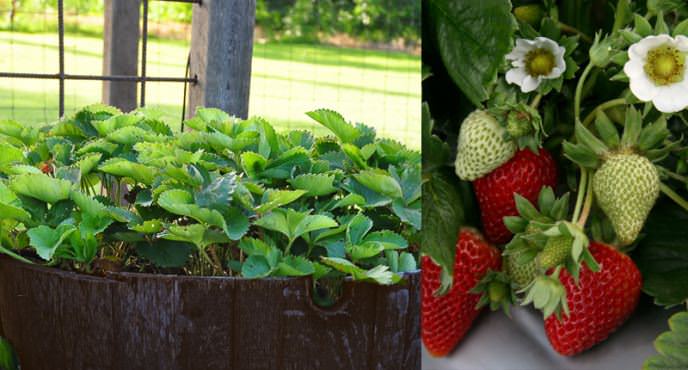 Садовая земляника при выращивании в бочке чувствует себя вполне комфортно