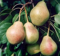 Груша «Лель» характеризуется плодами товарного вида