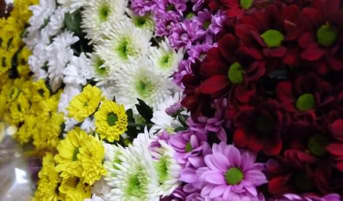 Хризантемы Сантини: солнце в миниатюре