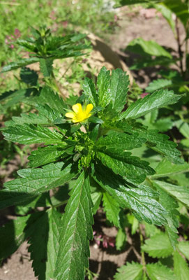 Что это за растение