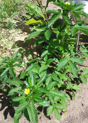 Что это за растение