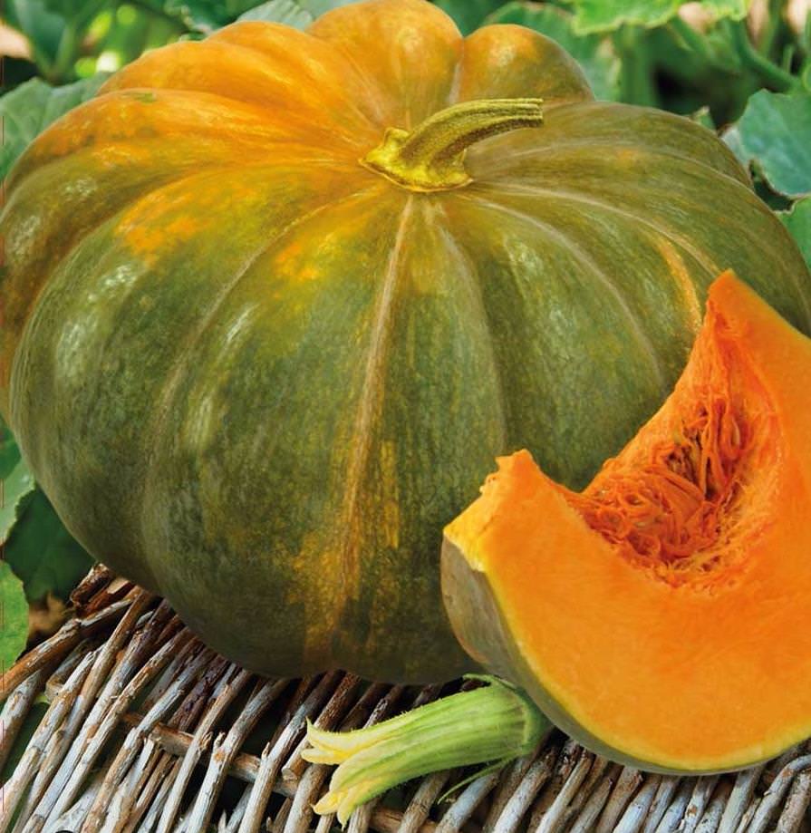 Как вырастить витаминную тыкву?
