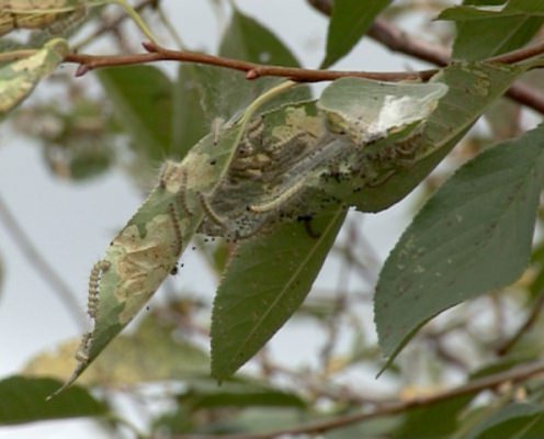 Белая американская бабочка – кто как борется