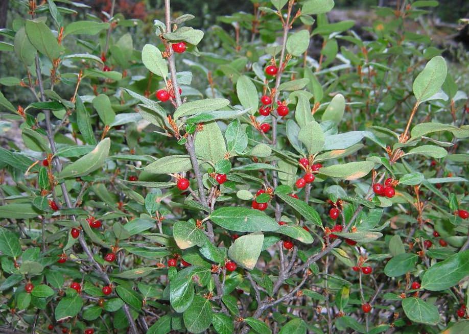 Можно ли есть косточки Шефердии