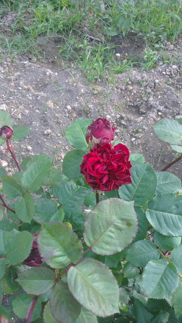 Роза погибает - как спасти