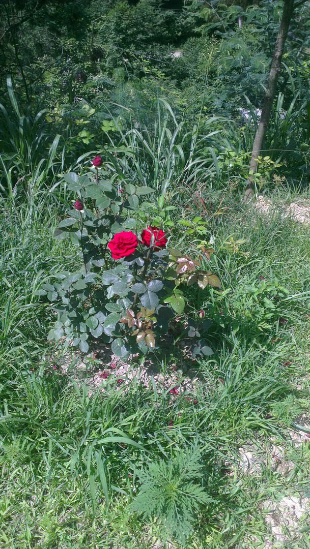 Роза погибает - как спасти