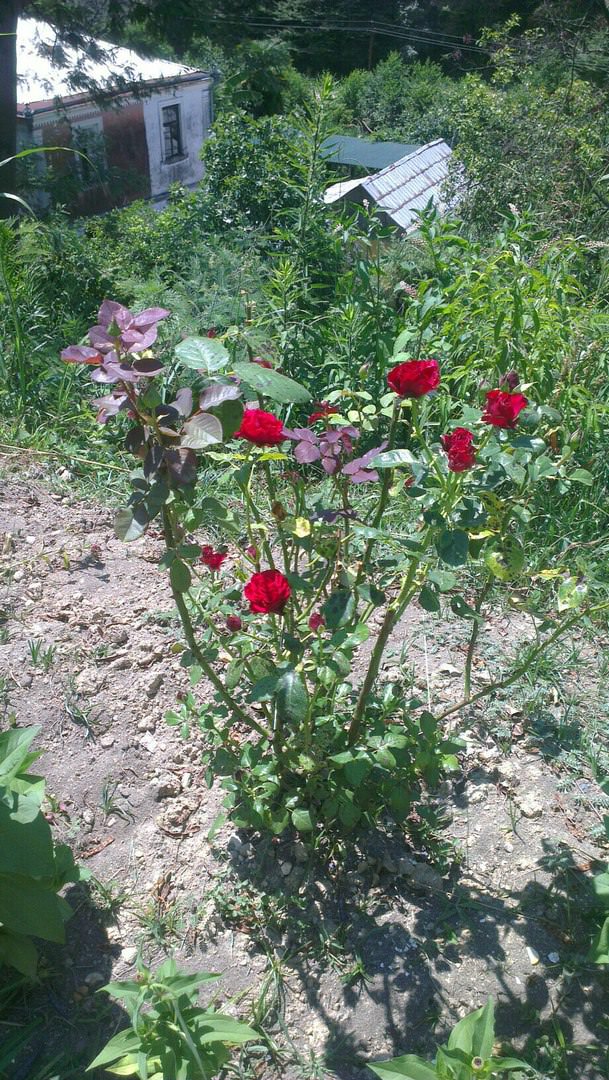 Роза погибает - как спасти