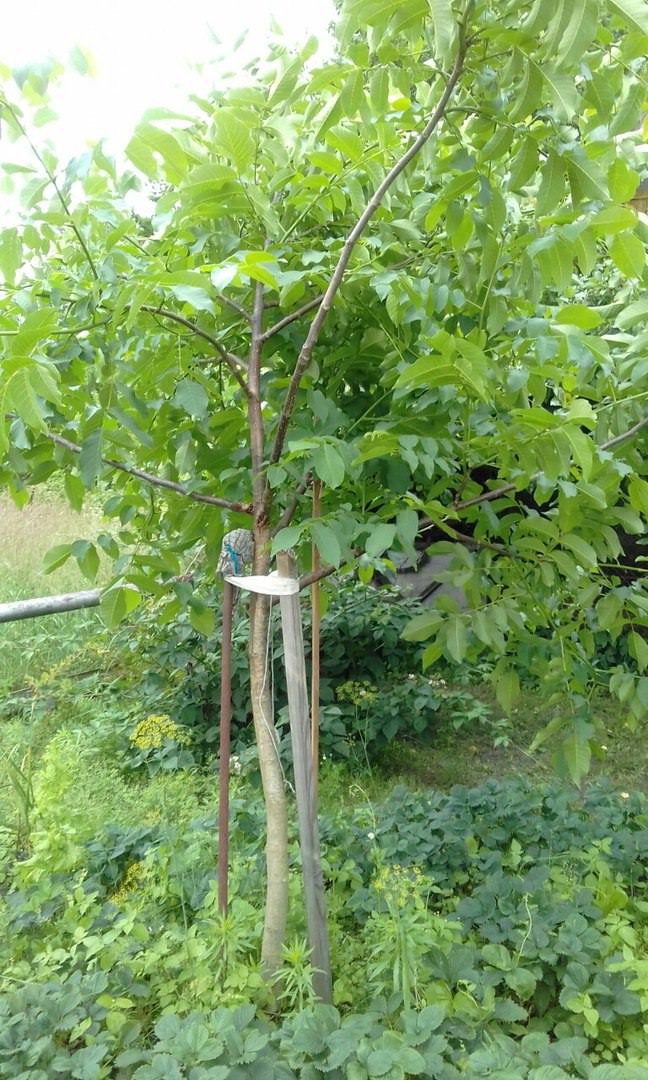 Как и когда обрезать грецкий орех