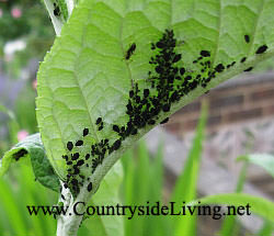 Биоинсектициды против тли, можно использовать