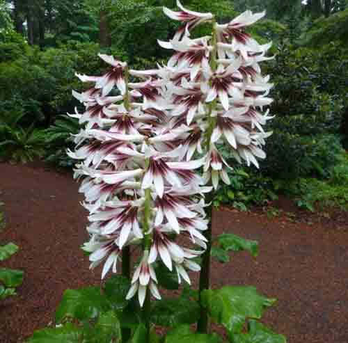 Где приобрести кардиокринум?