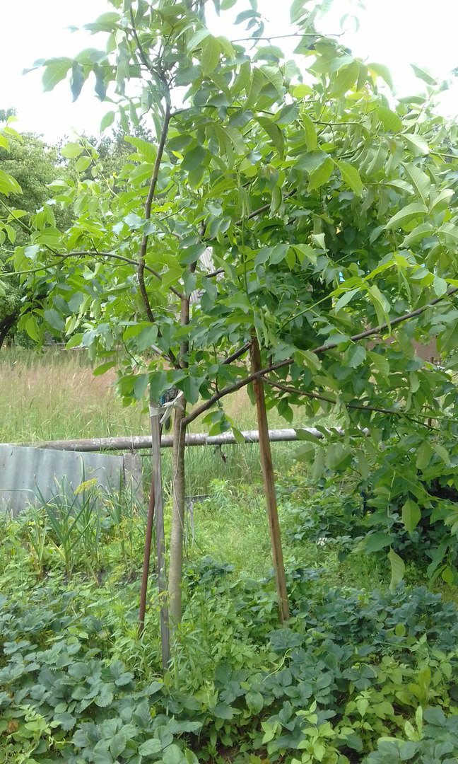 Как и когда обрезать грецкий орех