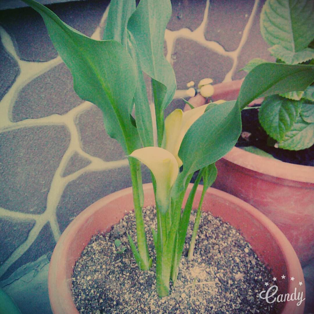 Почему желтеют листья у каллы