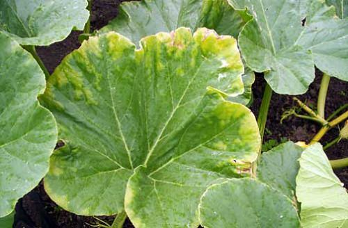 Почему желтеют листья тыквы