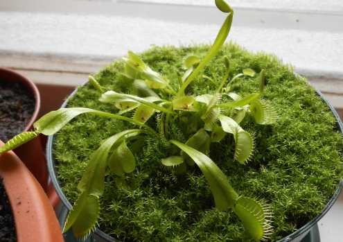 Ответ на Выращивание венериных мухоловок