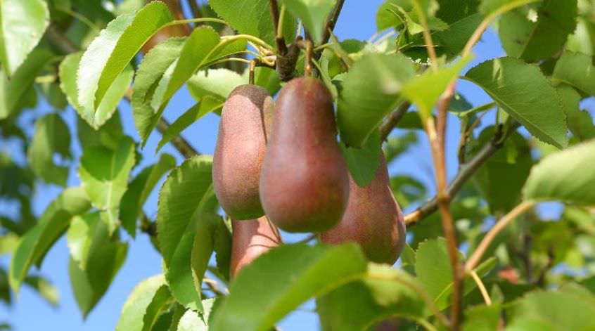 Ответ на Как выглядят листья у киргизской зимней груши