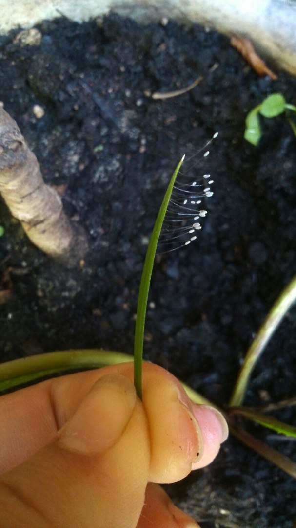 Что за вредитель на листьях