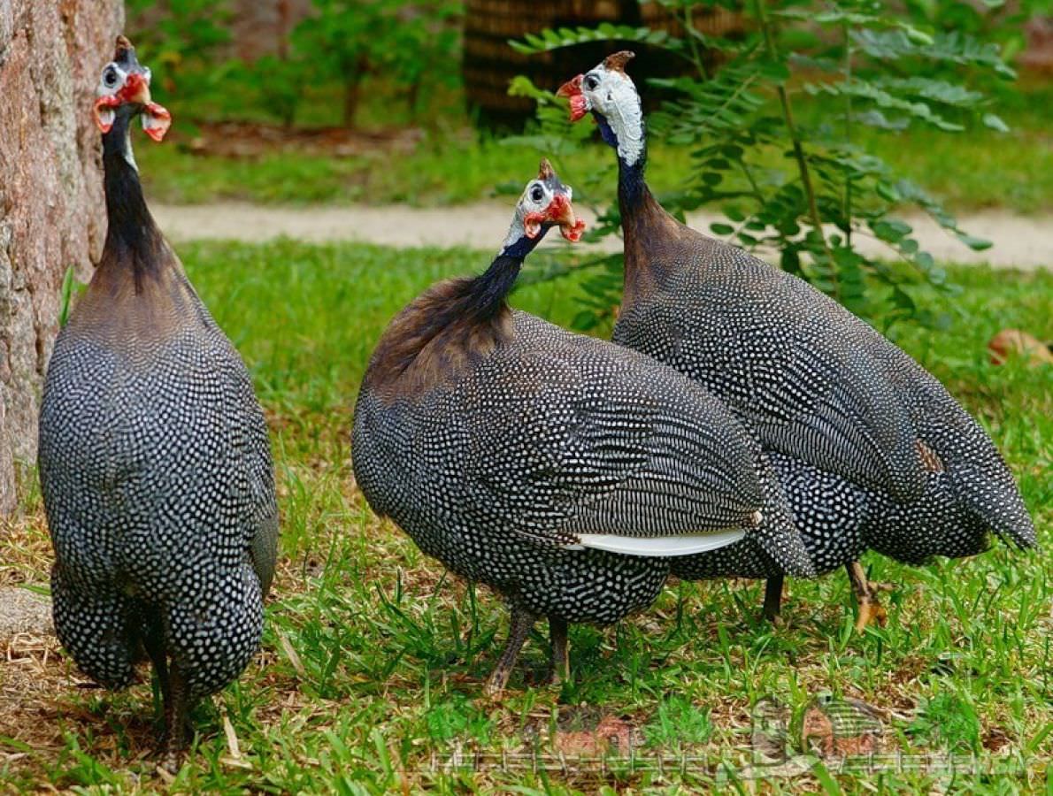 Как ухаживать за цесарками
