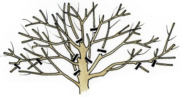 При обрезке плодоносящей древовидной вишни следует направить растущие ветви наружу