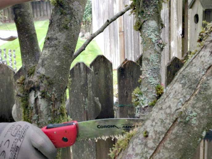 Если у яблони есть больные ветви, они удаляются и сжигаются