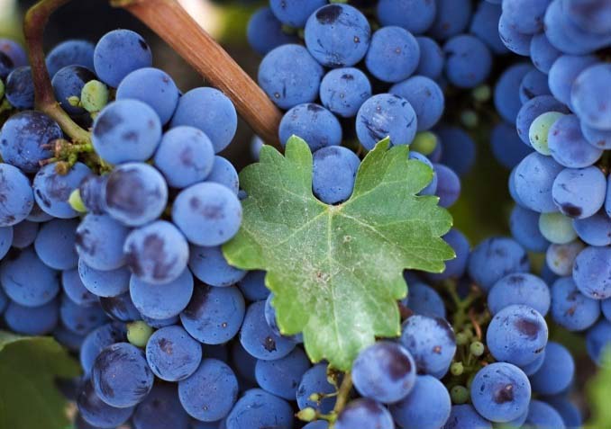 Для сорта «Зилга» характерны выравненность ягод и хорошие вкусовые показатели