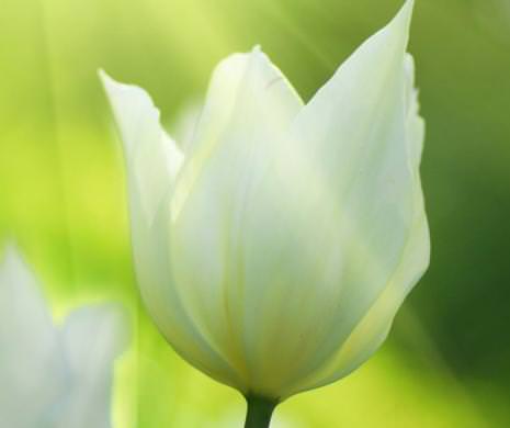 Такие разные тюльпаны