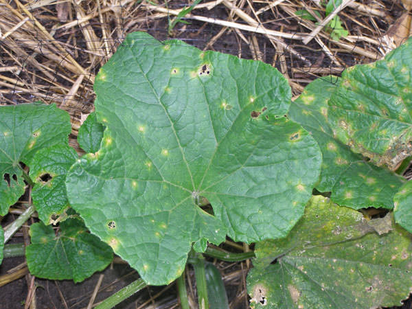 Антракноз огурцов опрыскивается специальными средствам против гнилостных болезней