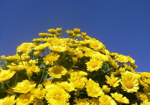 Хризантемы «Мультифлора» не слишком требовательны в уходе и нуждаются в проведении стандартных мероприятий