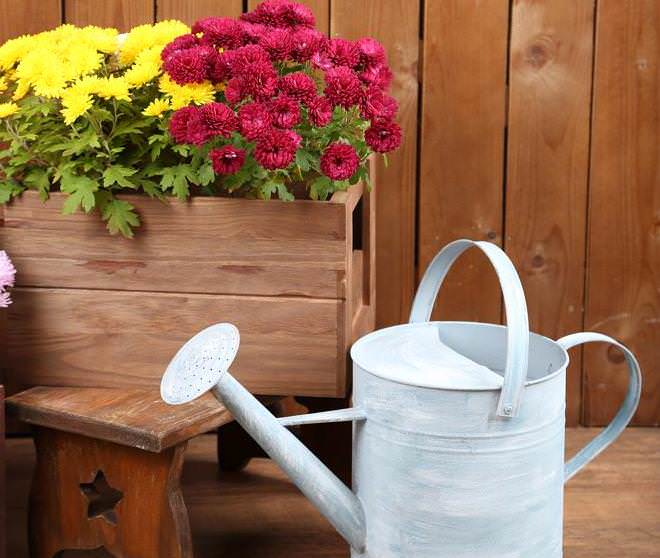 Основу ухода за хризантемами составляют поливы