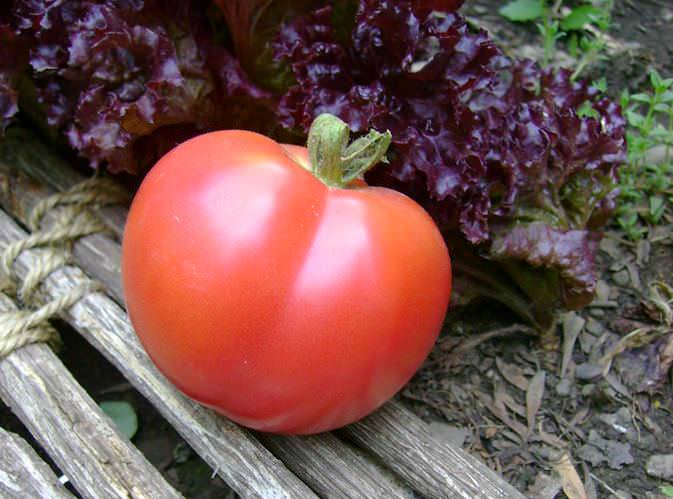 Сорт «Малиновое чудо» стал признанным фаворитом на рынке овощной продукции
