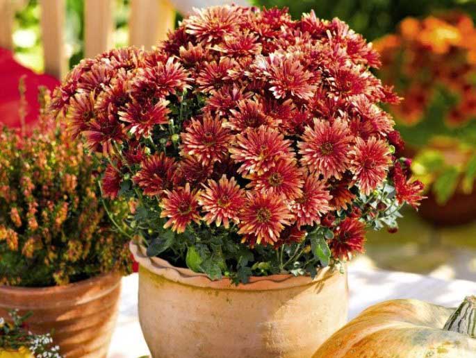 Шаровидные хризантемы «Мультифлора» могут выращиваться не только в цветниках открытого грунта, но и в цветочных горшочках