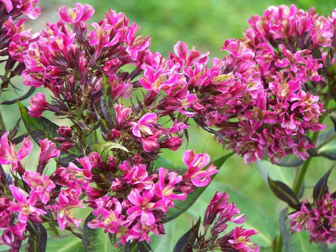 Вегетативный сорт «Филингс» не имеет цветков, вместо них присутствуют плотные соцветия из игольчатых бутонов