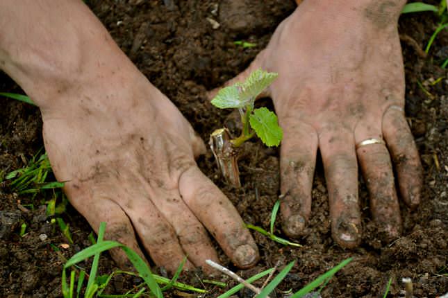 Виноград «Зилга» достаточно неприхотлив и нетребователен к почвенному составу на участке