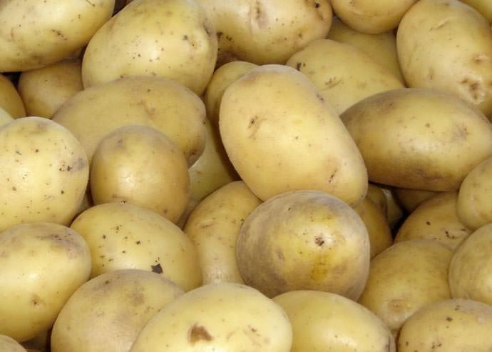 Картофель «Миранда» обладает отличными вкусовыми показателями и высокими товарными качествами