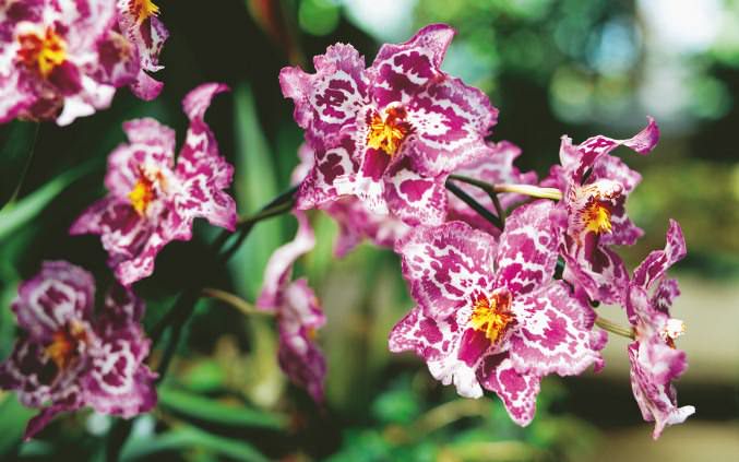 Орхидеи: разнообразие видов и форм