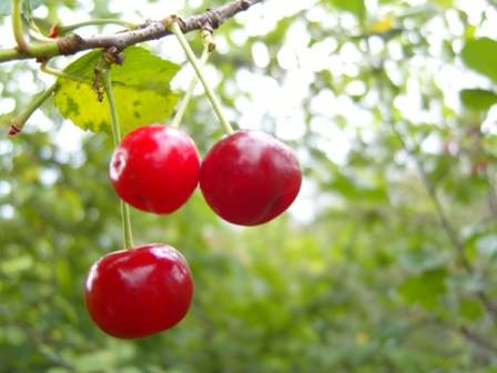 Продавайте овощи, фрукты и зелень, не давайте им просто и "бесплатно" гнить на земле или на деревьях