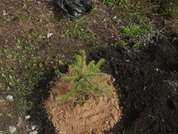 Правильная посадка ели в грунт и последующая обработка — первый шаг к успешному развитию