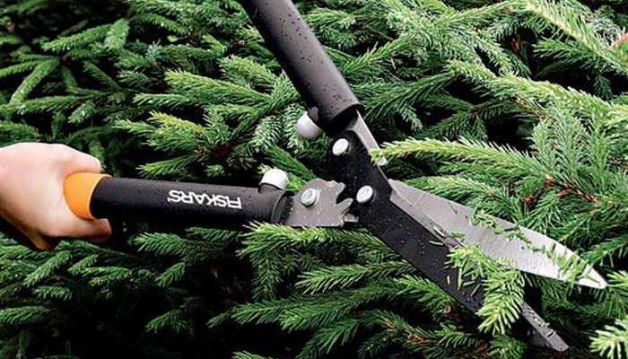 Правильной обрезкой можно достигнуть формирования плотной зеленой стены или же редких растений в определенный узор на участке