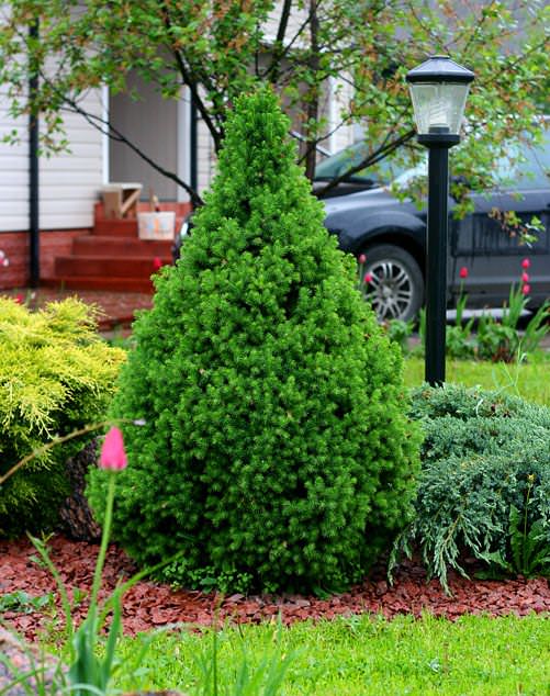 Вырастить ель на дачном участке непросто