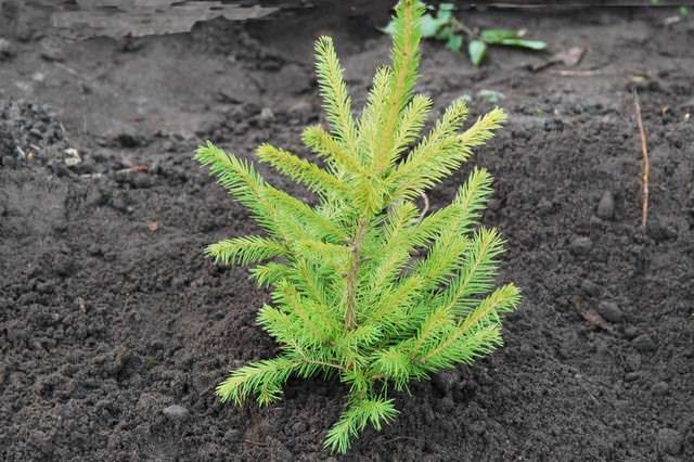 Весной и летом происходит ежедневный полив, в жаркую погоду до нескольких раз в день