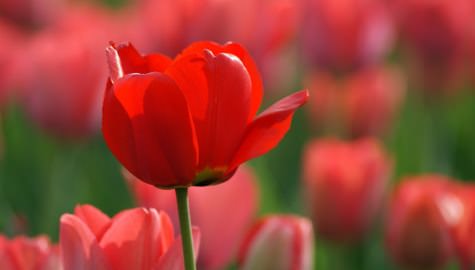 Такие разные тюльпаны