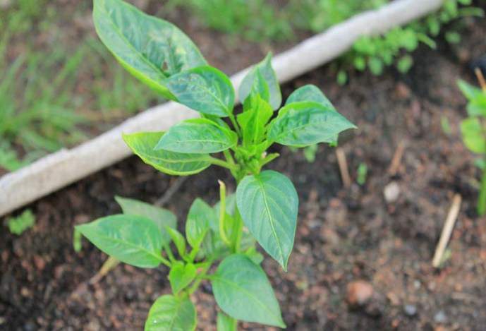 Перец может не цвести из-за недостатка освещения и большого количества пасмурных дней