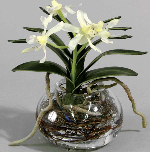 Орхидея может жить без грунта