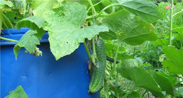 Огурцы в бочке не повреждаются заморозками и вредителями