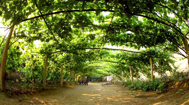 Для большого и просторного подворья установка арочных конструкций наиболее предпочтительна