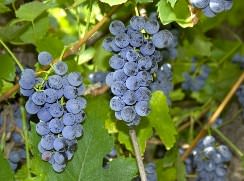 Виноград «Зилга» относится к универсальным сортам