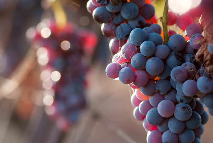 Во время беременности и кормления грудью виноград предпочтительнее выбирать местных сортов, не импортный