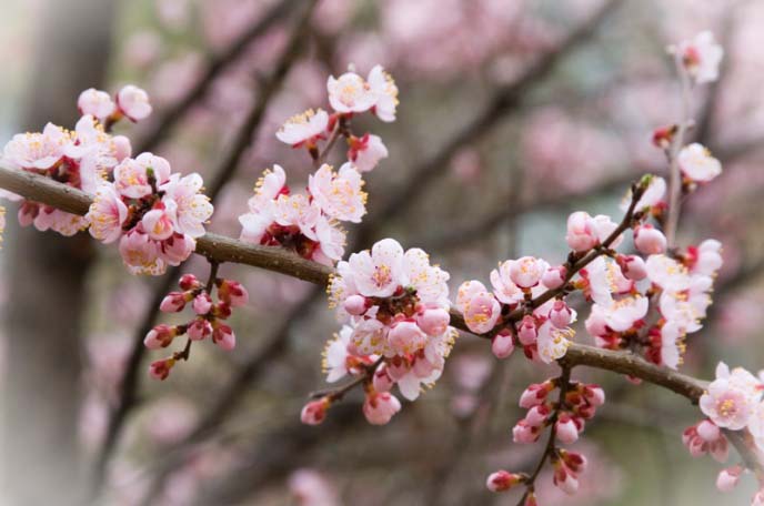 Сорт «Нахичеванский красный» рано цветет, плодоносит на 3-й год