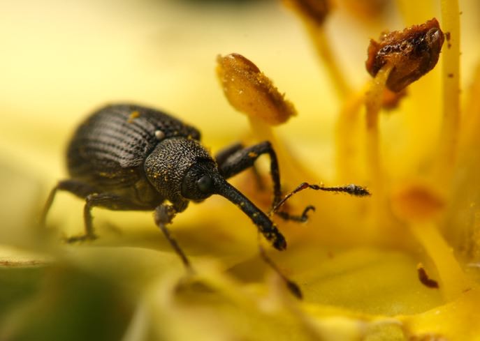 Самки яблонного цветоеда откладывают яйца в бутоны, а вылупившиеся личинки выедают бутон изнутри