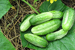 Огурец «Нежинский» известен многим огородникам